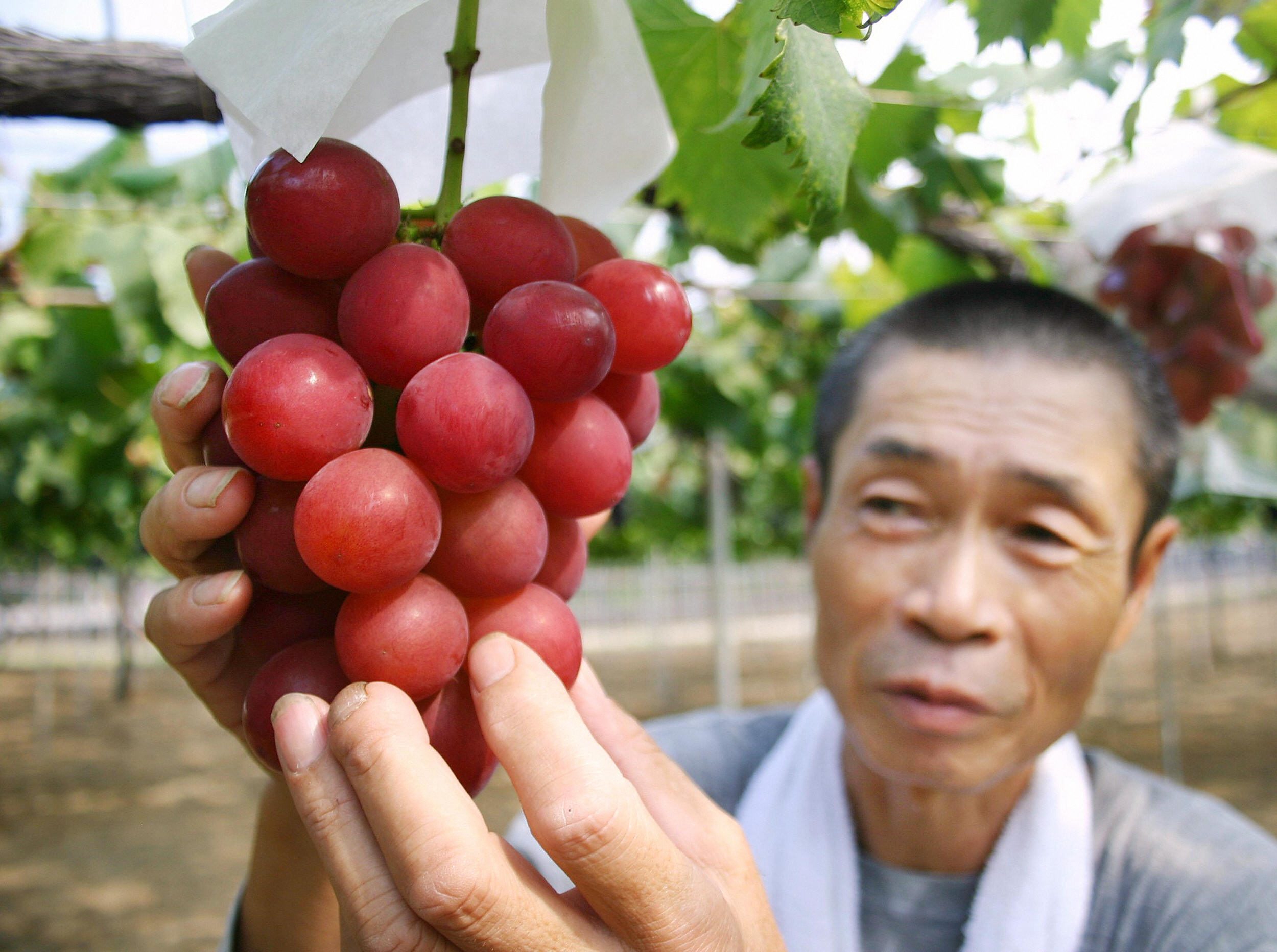 Fruta de lujo en Japón