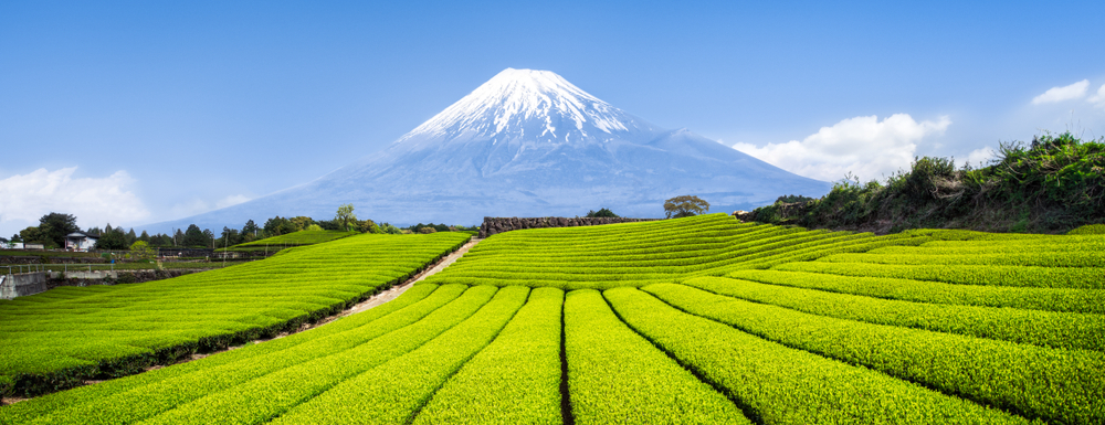 ceai verde japonez