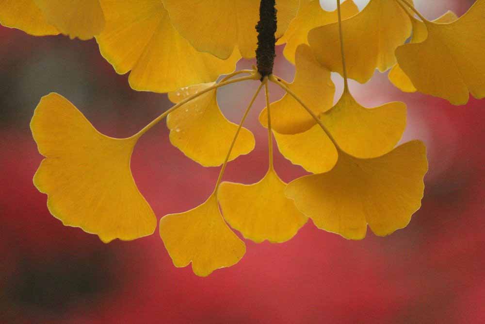 El Ginkgo en la cocina japonesa