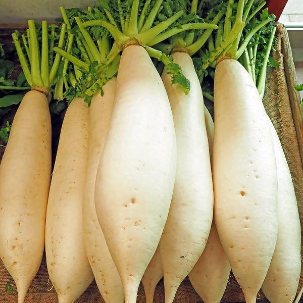 Daikon el rábano japonés esencial